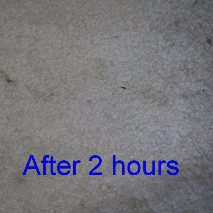 The same reviewer's carpet after two hours, showing a noticeable lightening of the stains.