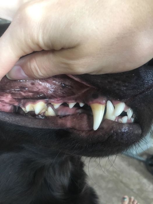 A reviewer shares a photo of their dog with yellow canine teeth.