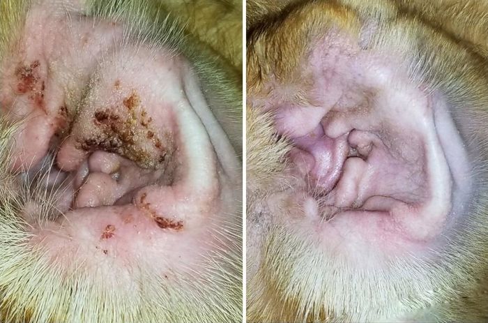 A reviewer shared before and after photos demonstrating how the treatment effectively removed all the brown crustiness from their dog's ears.