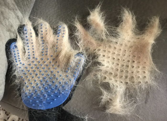A blue and black grooming glove covered in cat fur, demonstrating its efficiency in removing hair