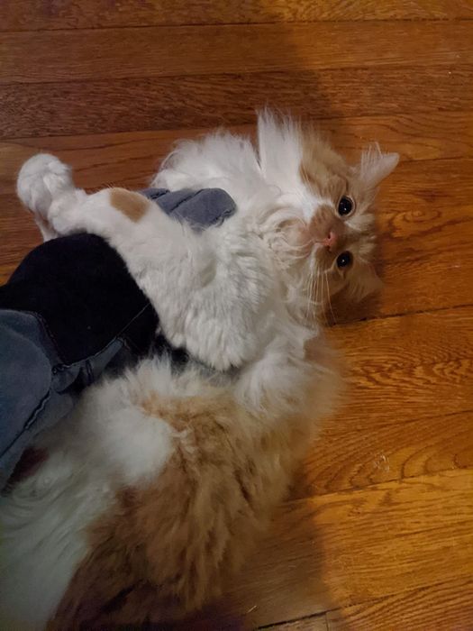 A reviewer dons a pair of gray gloves while interacting with their playful, fluffy cat.