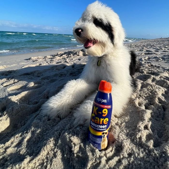 A soft, furry dog relaxes on the sandy shore beside a bottle of epi-pet K-9 Care sunscreen.