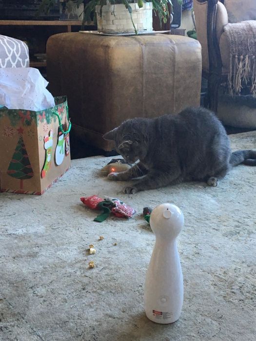 A cat chasing a red laser beam from an automatic laser pointer.