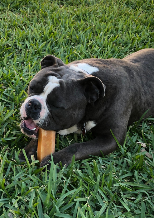 a dog enjoying a yak cheese chew