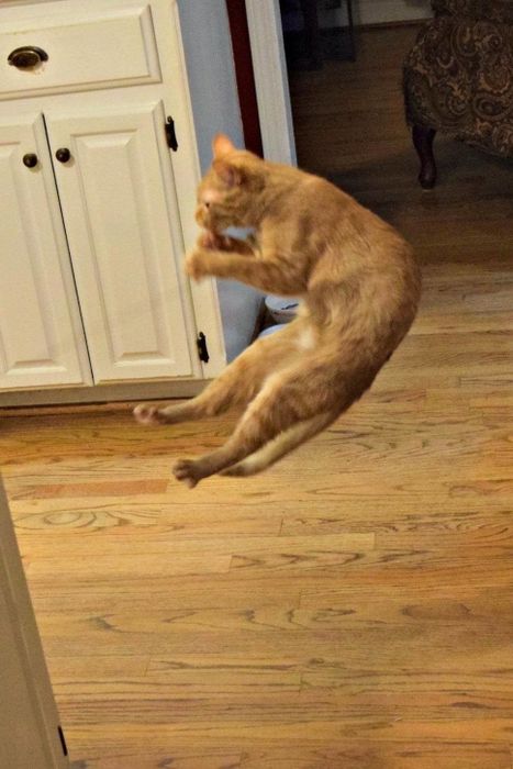 The same reviewer shares a photo of the cat jumping in the air to grab the toy.