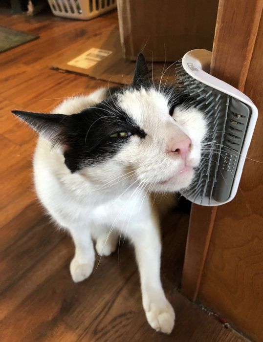 A black and white cat rubbing its face against a Catit grooming toy that can be attached to any corner.