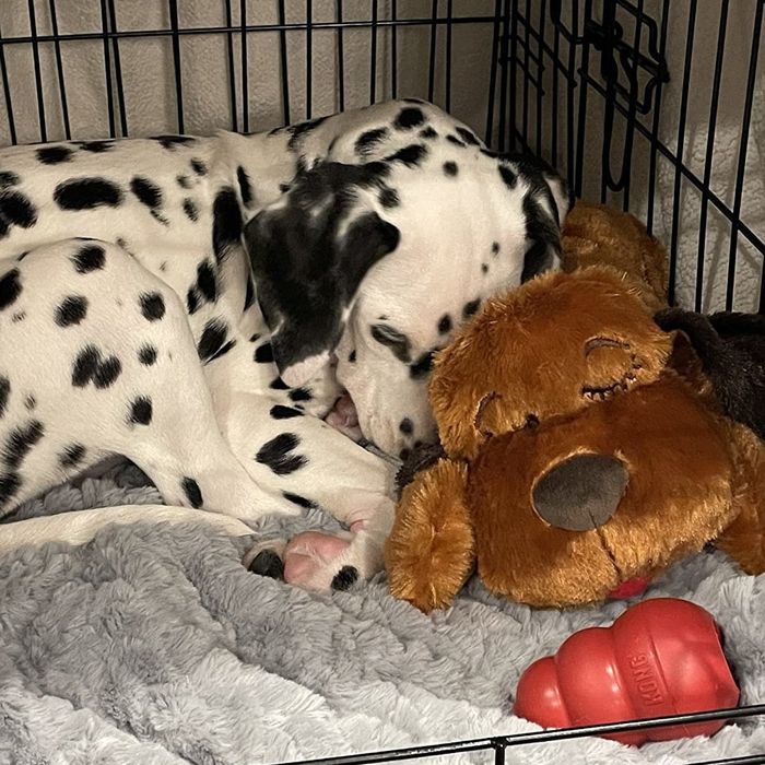 A reviewer's photo of a Dalmatian puppy snuggling with the Snuggle Puppy toy.