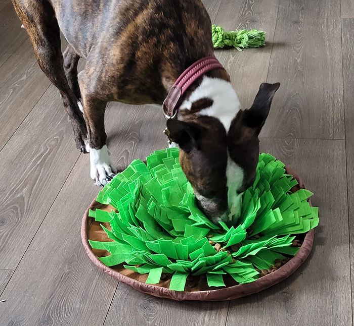 A dog sniffing a mat designed like a bowl with green felt leaves