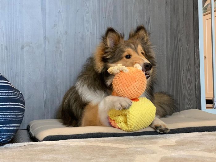 A Collie resting on a mat, gently gripping a textured plush toy with its paws
