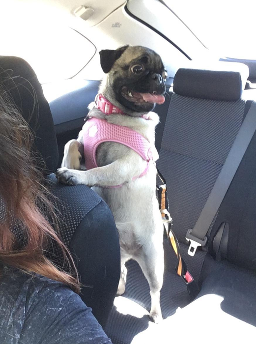 A pug wearing a harness stands on a car seat with a seatbelt securely attached