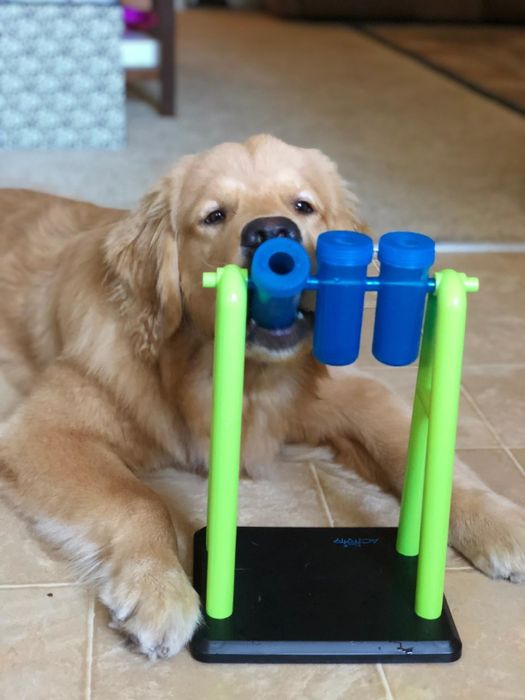 Reviewer photo of a golden retriever chewing on the beakers