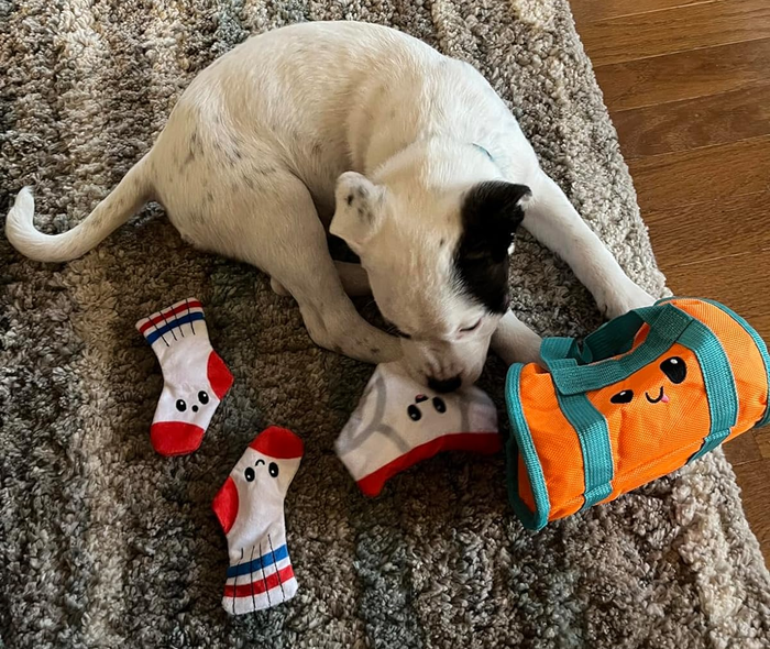 Another reviewer’s puppy playing with the underwear-shaped toy