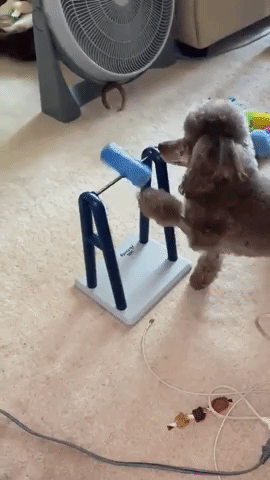 GIF from a reviewer showing a poodle spinning the beakers and enjoying the treats that fall out