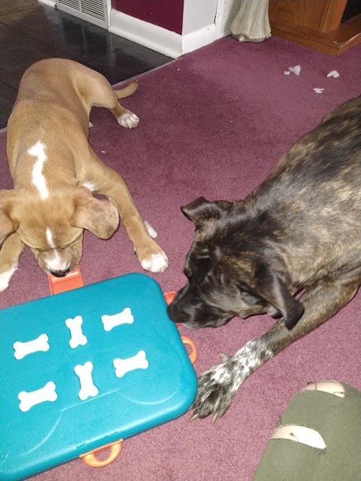 Photo shared by a reviewer featuring two dogs pulling out drawers from the treat puzzle