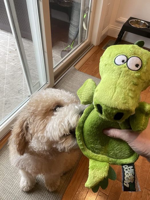 A photo of a reviewer offering the plush toy to their small dog