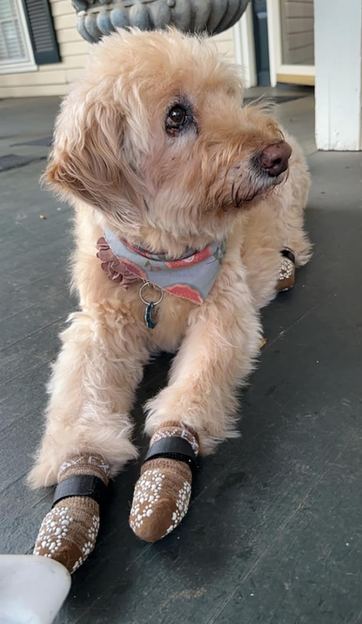 A small dog wearing a collar, with four booties on its paws, resting on a porch beside a chew toy.