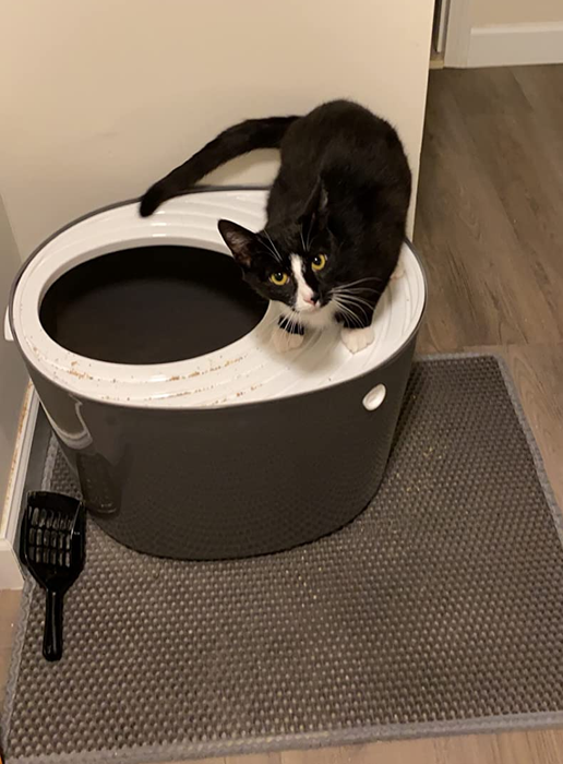 A reviewer's cat perched on the top-entry litter box