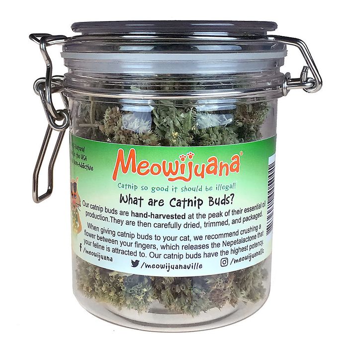 A mason jar filled with vibrant, fragrant catnip buds.