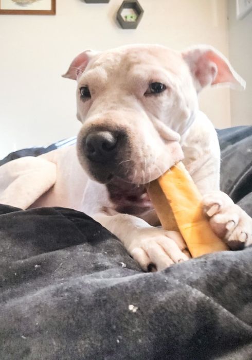 a dog happily gnawing on a yak chew