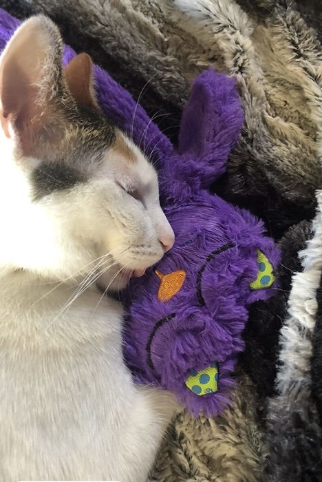 A kitten cuddling the pillow while enjoying a sound sleep, as seen in the reviewer's photo.