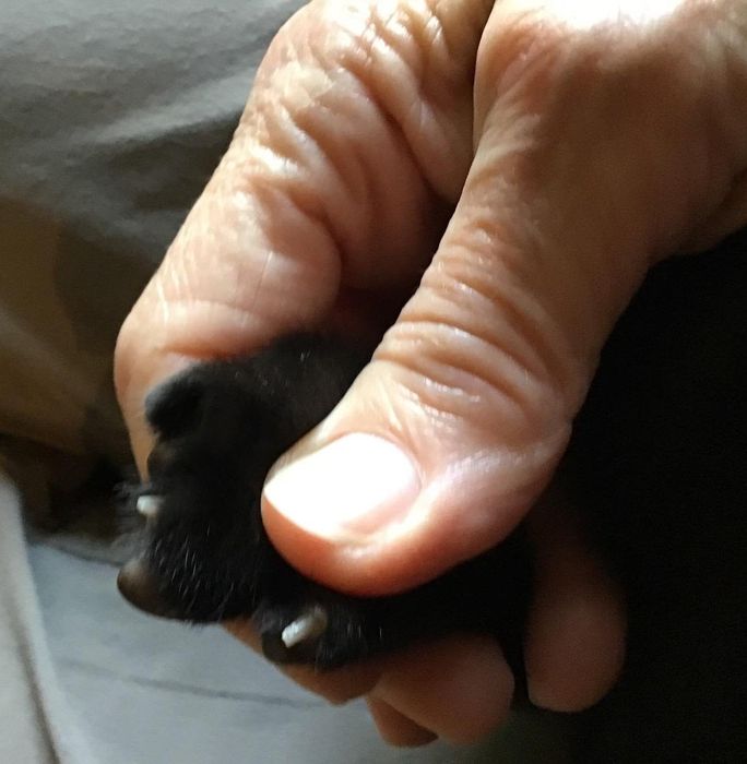 A reviewer's photo showing their cat's neatly trimmed claws