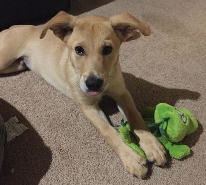 A reviewer shares a photo of their puppy holding the green toy between its paws.
