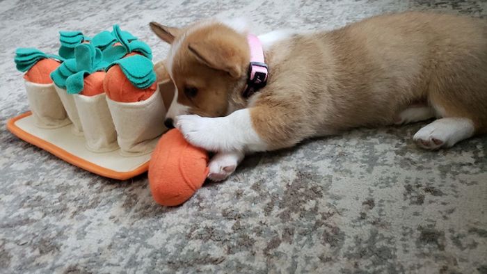 Reviewer's image, showing a Corgi puppy playfully chewing on a carrot-shaped plushie beside a snuffle toy