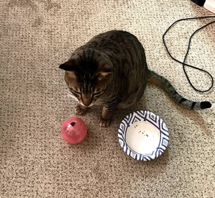 A cat sitting with the toy placed in front of them.