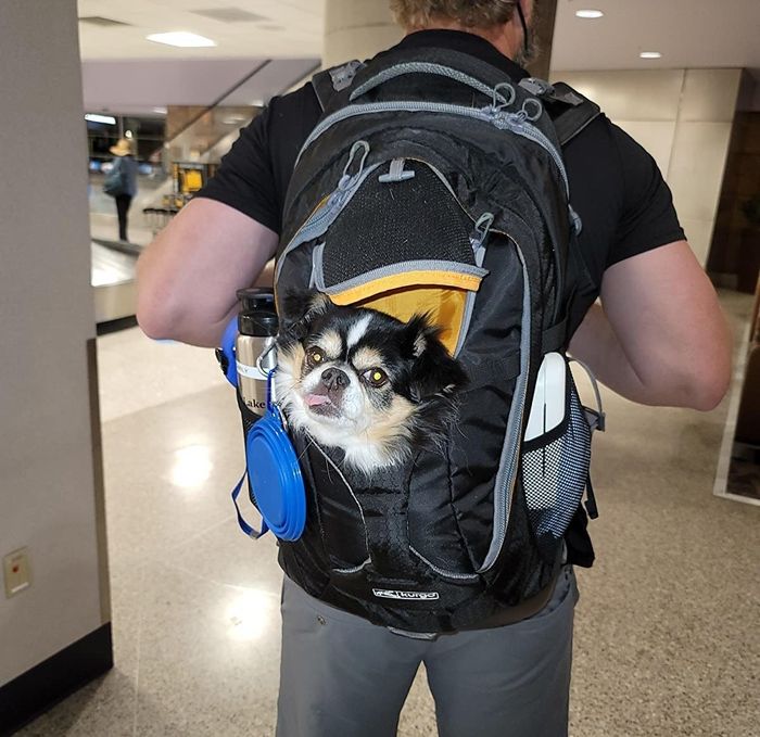A reviewer's photo capturing their dog’s face peeking out from the carrier backpack.