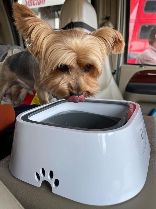 A Yorkshire Terrier dog drinking from a pet water dispenser in a vehicle.