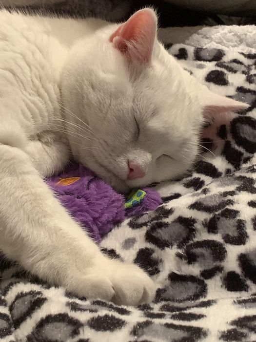 a white cat owned by another reviewer, peacefully sleeping beside a purple purr pillow