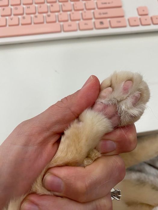 A close-up of a person holding a cat’s paw near a keyboard, suggesting a cozy home or office environment.