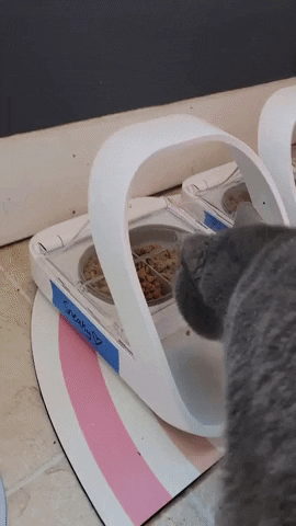 the feeder automatically opening as a cat approaches