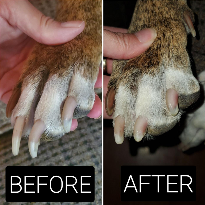 A before-and-after photo of a dog's nails: one showing overgrown nails and the other displaying neatly trimmed nails after grinding