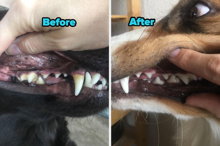 A side-by-side comparison of a dog’s teeth before and after using the water additive