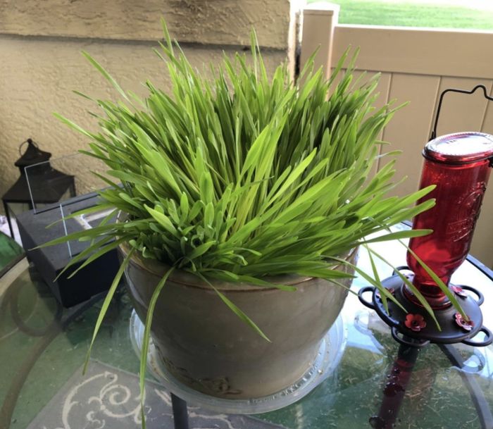 A pot overflowing with cat grass, ready for your feline friend to nibble on.