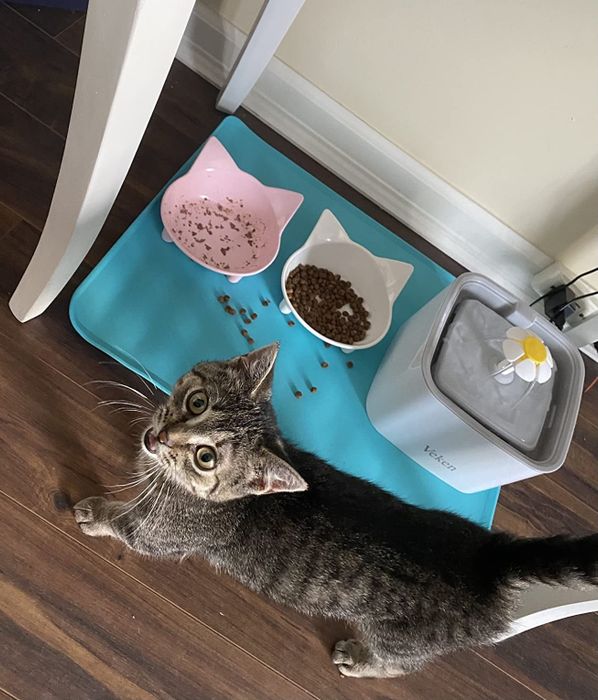 The silicone mat with food and water placed on it, with a cat standing in front.