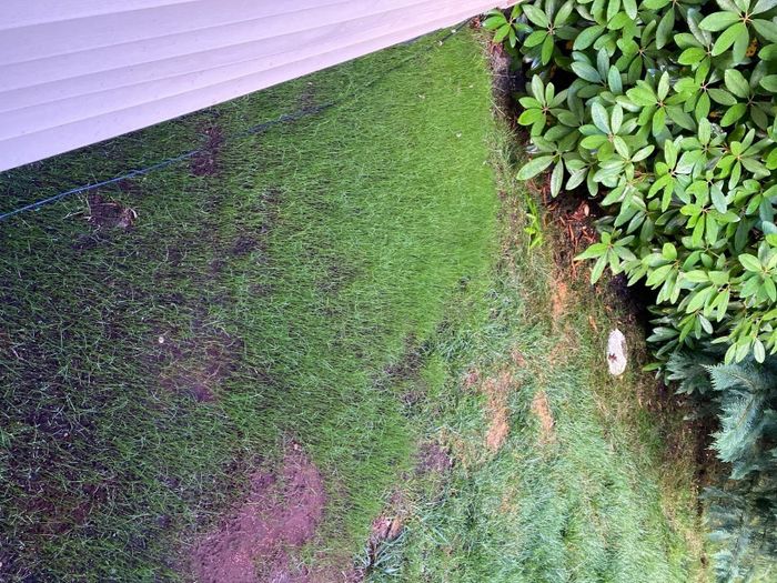 A backyard area featuring a green grass patch, a concrete slab, and nearby greenery. No individuals are visible
