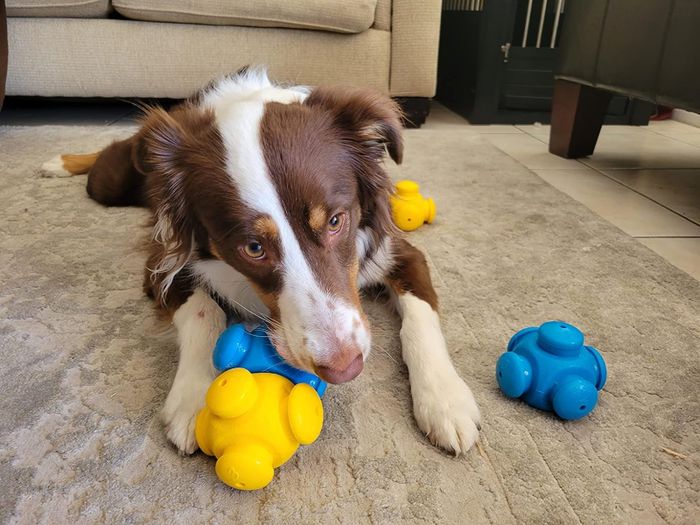 Photo from a reviewer showing a dog interacting with the toy