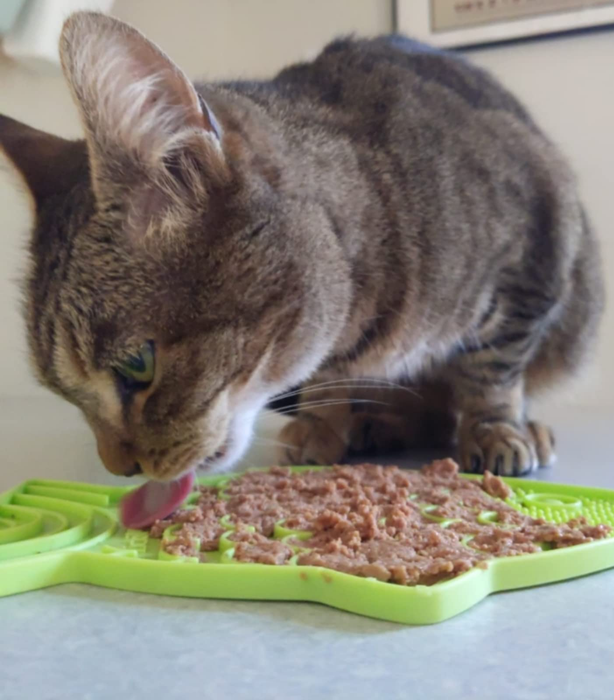 a cat enjoying its meal by licking food off the mat
