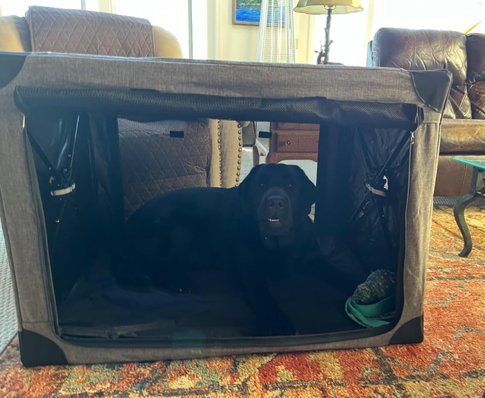 A black dog relaxing inside a portable fabric crate, placed in a cozy living room environment.