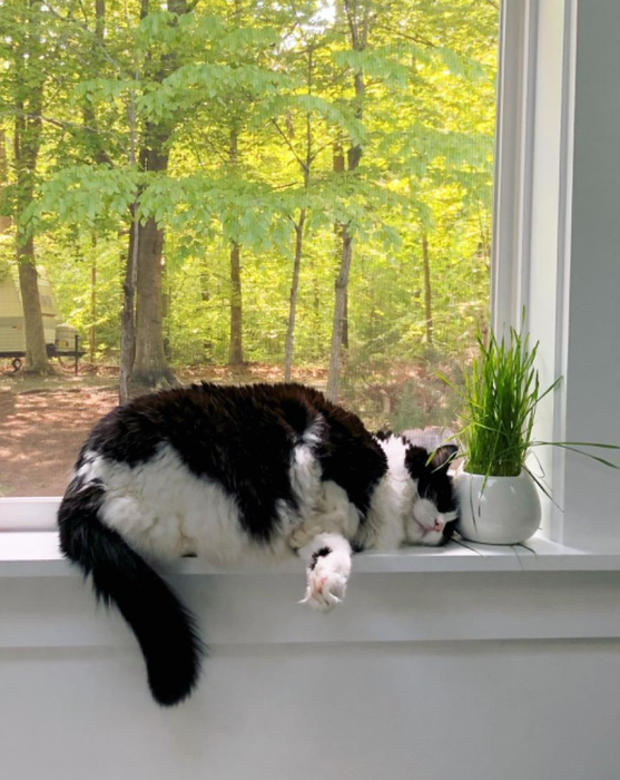 A cat gently nuzzling the cat grass by the window.