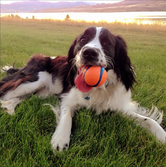 The ball features an orange and blue design with a textured rubber surface for better grip.