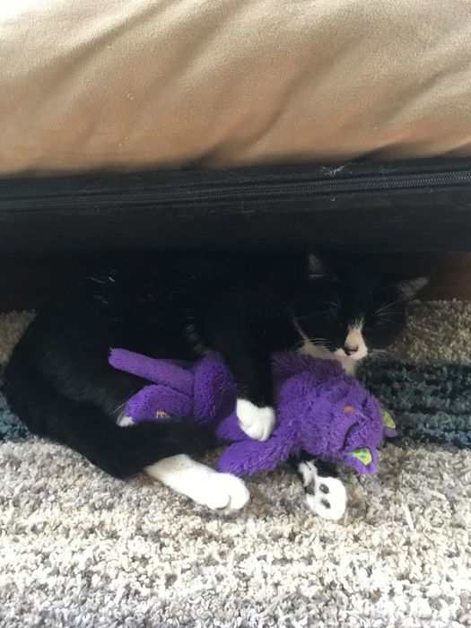 A reviewer's snapshot of their adult cat comfortably snuggling with the toy.