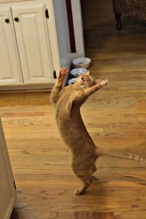 A reviewer shares a photo of a cat standing on its hind legs, reaching for the dancing toy.