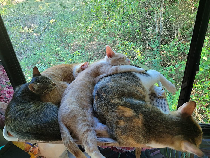 a group of cats lounging together on a window seat