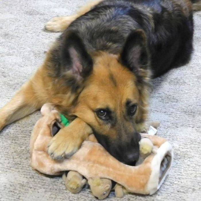 A German shepherd comfortably resting its head on the toy