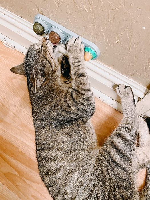 A reviewer's cat enthusiastically licking the catnip-infused balls mounted on the wall.