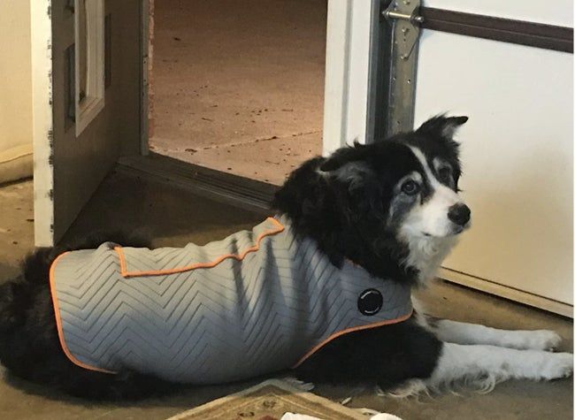 A dog comfortably wearing the anxiety jacket.