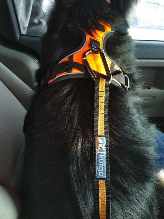 a photo from a reviewer showing a pet seatbelt securely attached to a dog's harness